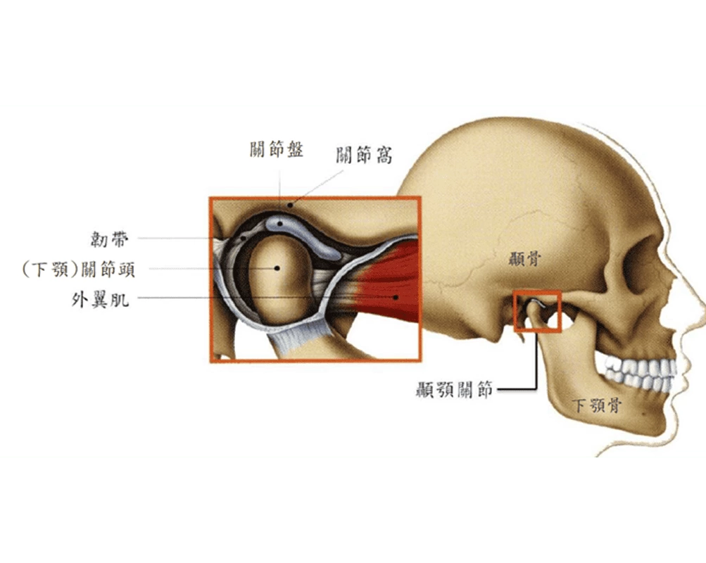 顳顎關節 顳顎關節