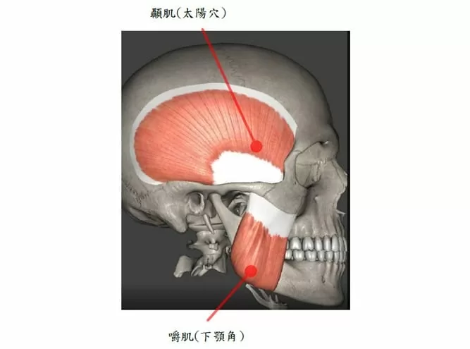 顳顎關節 顳顎關節